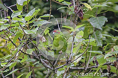 New Zealand`s Red-crowned parakeet or kakariki in the bush of Ulva Island of bigger Stewart Island, New Zealand. Stock Photo