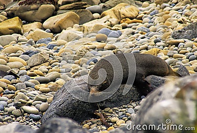 New Zealand Seal Stock Photo