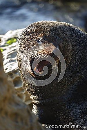 New Zealand seal Stock Photo