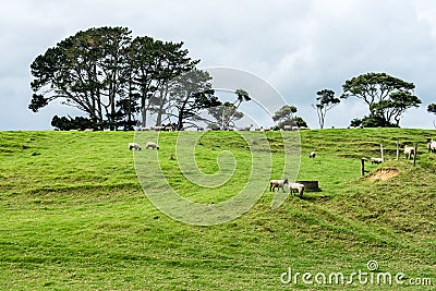 A New Zealand Sheep Station Stock Photo