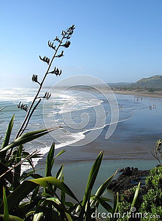 New Zealand surfing beach with flax foreground. Stock Photo