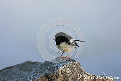 New Zealand Tomtit Stock Photo