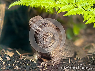 New zealand Tuatara native reptile Stock Photo