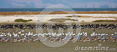 New Zealand waders resting on mud Stock Photo