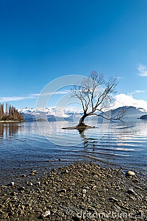 New Zealand. That Wanaka Tree. Lake Wanaka. Otago Stock Photo