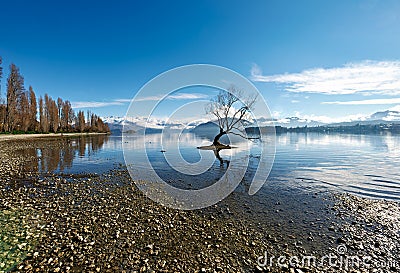 New Zealand. That Wanaka Tree. Lake Wanaka. Otago Stock Photo