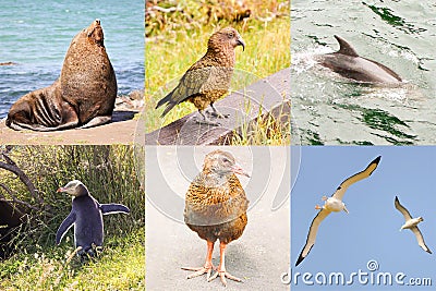 New Zealand wild fauna Stock Photo