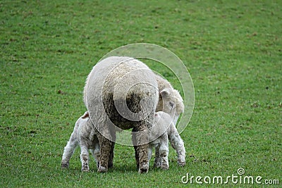 Sheep with twin lamb on the forgotten world highway, New Zealand Stock Photo