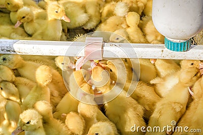 Newborn babies ducklings drinking water from an automatic drinker. Agricultural business Stock Photo