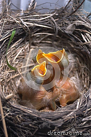 Newborn baby birds in nest Stock Photo