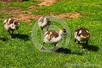 Newborn baby duck playing in the park Stock Photo