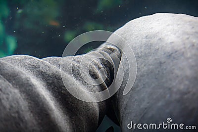 Newborn baby manatee and mother close up portrait Stock Photo