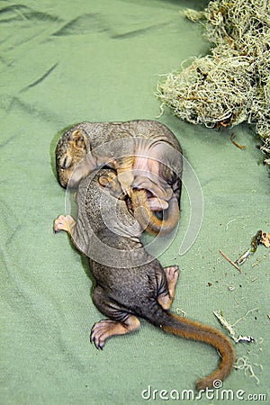 Newborn baby squirrels Stock Photo