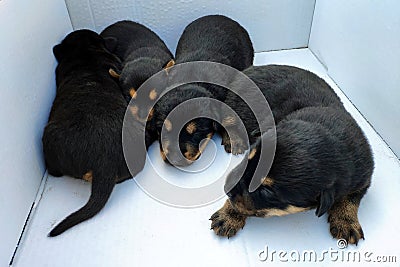 Newborn black and brown puppies five days after birth. Stock Photo