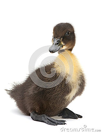 Newborn black duck Stock Photo