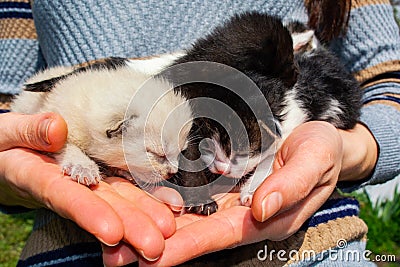 Newborn, blind kittens of a stray cat in female hands Stock Photo