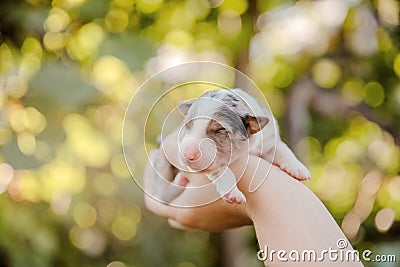 Newborn border collie puppy. Newborn dog. Pup Stock Photo