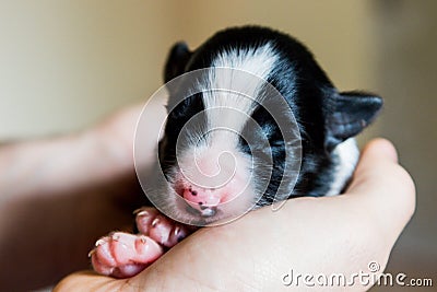 Newborn border collie Stock Photo