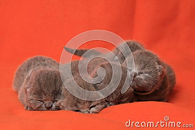 newborn british cats Stock Photo