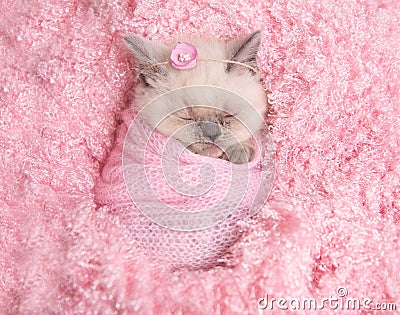 Newborn british kitten sleeps on pink fur Stock Photo