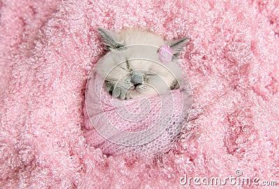 Newborn british kitten sleeps on pink fur Stock Photo