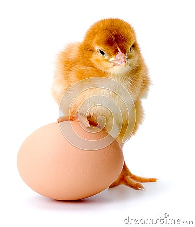 Newborn brown chicken with egg Stock Photo