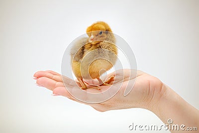 Newborn brown chicken standing in human hand Stock Photo