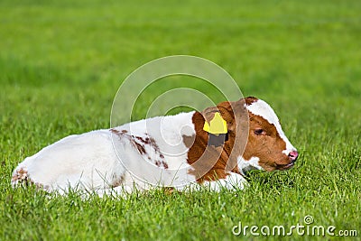 Newborn brown white calf lying in green grass Stock Photo