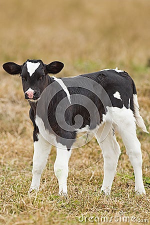 Newborn calf Stock Photo