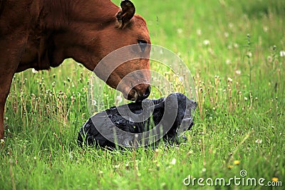 Newborn calve and it's mother Stock Photo