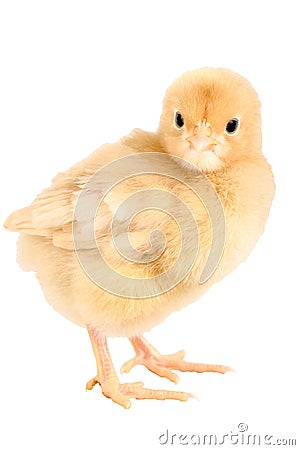 Newborn chick, Buff Orpington with clipping path. Stock Photo