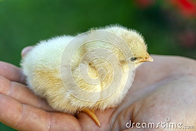 Newborn chick in a hand Stock Photo