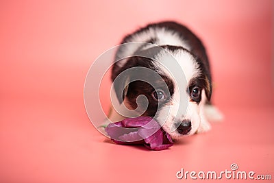 Newborn cute fluffy brown welsh corgi cardigan puppy playing with a purple tulip flower and smelling it to smell it on a Stock Photo