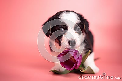 Newborn cute fluffy brown welsh corgi cardigan puppy playing with a purple tulip flower and smelling it to smell it on a Stock Photo