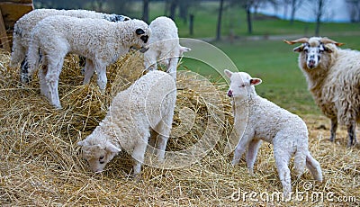 Cute lambs close up Stock Photo