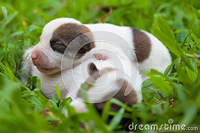 Newborn cute puppies Stock Photo