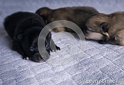 newborn cute very small puppy pomeranian girl Stock Photo