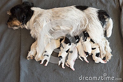 Newborn dog puppies - 2 days old - Jack Russell Terrier doggies drinking milk on her mother Stock Photo