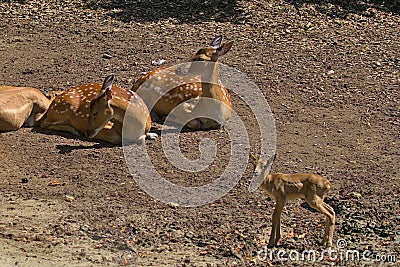 A newborn fawn stands next to a pair of lying spotted deer. Stock Photo