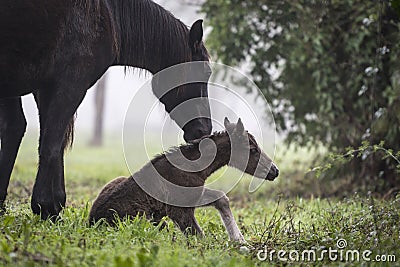 First steps of a newborn foal Stock Photo