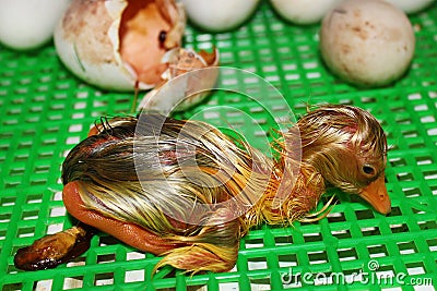 Newborn gosling just hatched out of the egg Stock Photo