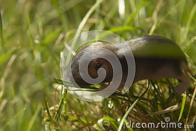 A newborn hamster crawls on the grass. Hamsters on the lawn. Stock Photo
