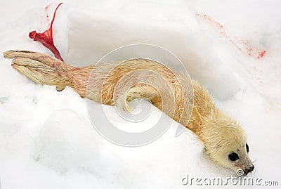 Newborn harp seal pup Stock Photo