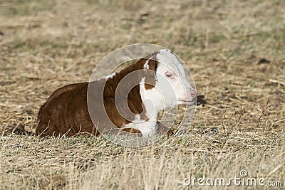 A newborn Hereford calf Stock Photo