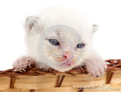 Newborn kitten in a basket on a white background Stock Photo