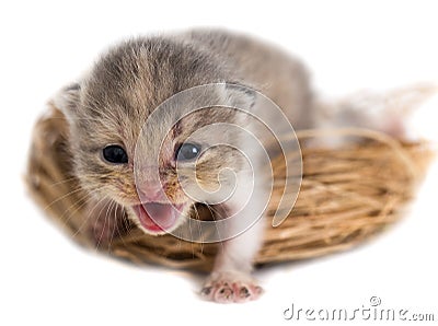 Newborn kitten in a basket on a white background Stock Photo