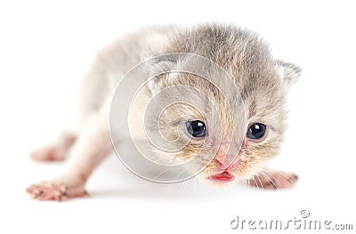 Newborn kitten on white background Stock Photo