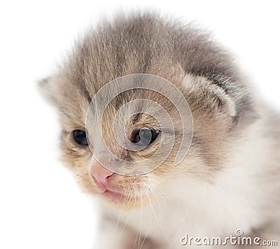 Newborn kitten on white background Stock Photo