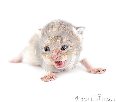 Newborn kitten on white background Stock Photo