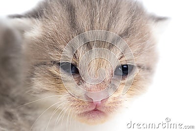 Newborn kitten on white background Stock Photo